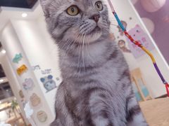-藏猫猫咖啡主题馆(中央大道店)