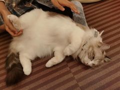 -MOCHA明星猫咖(田子坊店)