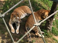 -西霞口神雕山野生动物世界