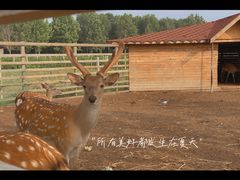 -安德鲁户外烧烤帐篷营地(马泉营店)