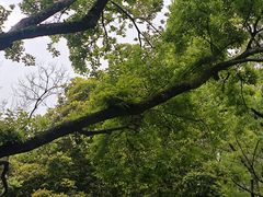 -上海醉白池公园
