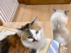 -是阿柴呀！柴犬咖啡·爱喵喵猫咖