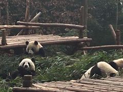 -成都大熊猫繁育研究基地