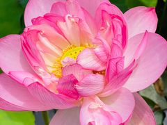 -陈家山荷花公园