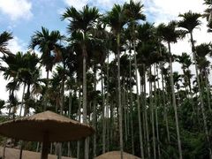 -海南槟榔谷黎苗文化旅游区