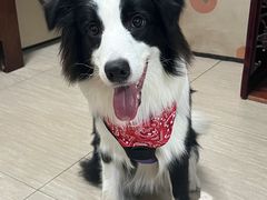 -芭比堂动物医院广州顽皮分院