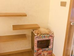 -猫腻·猫咖·撸猫馆(星光大道店)