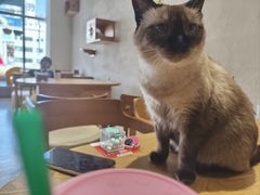 -藏猫猫咖啡主题馆(中央大道店)