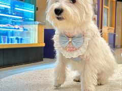 -帕帕拉兹宠物(亚洲旗舰店)