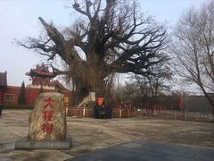 -大槐树寻根祭祖园