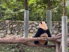 -都江堰中华大熊猫苑