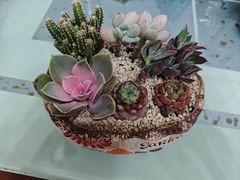 -菊园百果园