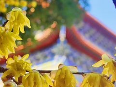 -开福禅寺