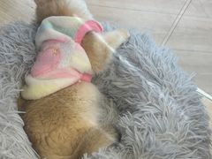 -CGV影城(卓悦中心 IMAX激光店)