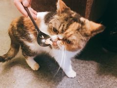 -猫色咖啡·猫咖