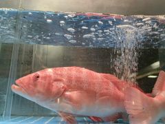 -ONE FULL 古董港式海鲜火锅