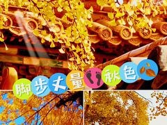 -三里屯东五街银杏大道