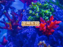 -温州乐园