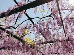 -嘉定紫藤园