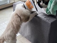 -纳吉亚猫专科动物医院(康都外科中心)
