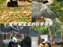 -都江堰中华大熊猫苑
