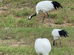 -盐城丹顶鹤湿地生态旅游区