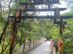 -西双版纳原始森林公园