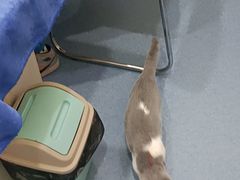 -佑安动物医院·全科·内窥镜中心(幸福巷店)