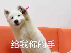 -联合动物医院(光谷诊疗中心)