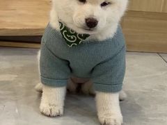 -柴犬小屋·柴餐厅·狗咖食堂(金鼎广场店)