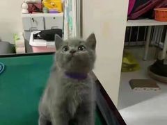 -客栈猫舍(中央北路店)