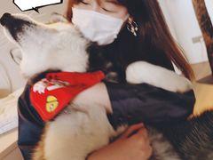 -Husky Go! 哈士奇体验馆·宠物咖啡厅狗咖