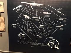 -贝林大翅鲸简餐厅(国家海洋博物馆店)