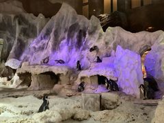 -帝企鹅自助餐厅•儿童岛•真企鹅(长隆企鹅酒店)