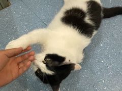 -伟伟宠物医院·瑞派猫友好医院·猫科(光谷店)