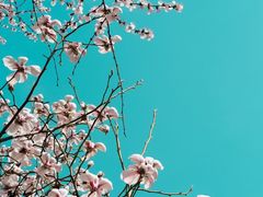 -桃花堤公园
