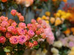 -BOBLOOM花店(宝龙旭辉广场店)