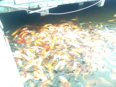 -南戴河国际娱乐中心