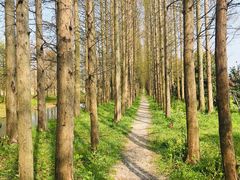 -上海长兴岛郊野公园