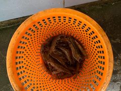 -巽东海鲜大排档(巽寮湾店)