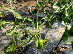 -万源龙顺度假庄园生态观光园