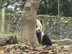-都江堰中华大熊猫苑