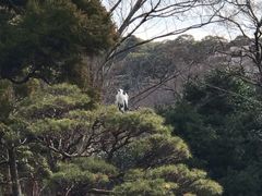 -ステーキハウス吉池