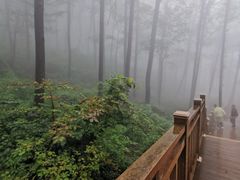 -鲁山国家森林公园