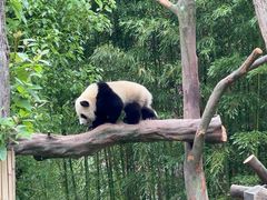 -卧龙中华大熊猫苑神树坪基地