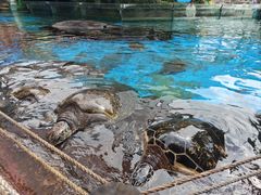 -海合安成都极地海洋公园