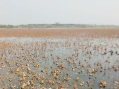 -天津东丽湖风景区