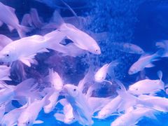 -华声天桥民俗文化园