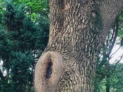 -昆山城市生态森林公园