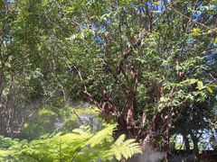 -Chom Cafe and Restaurant